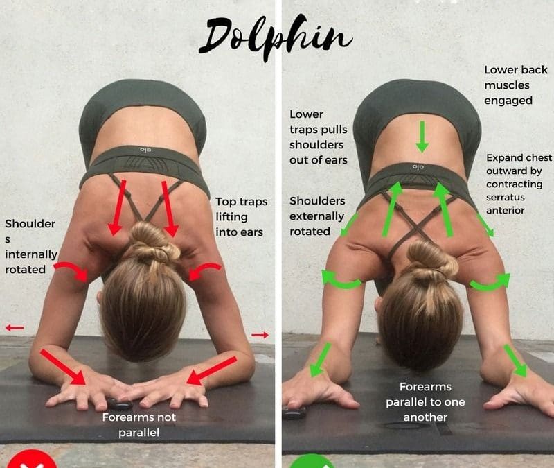 Dolphin the Ardha Pincha Mayurasana