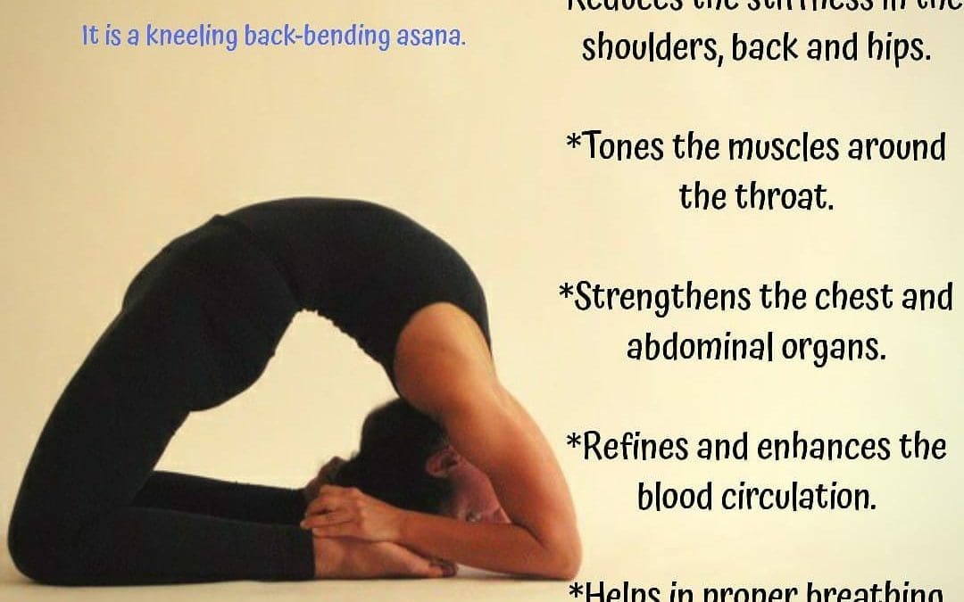 King Pigeon the Rajakapotasana