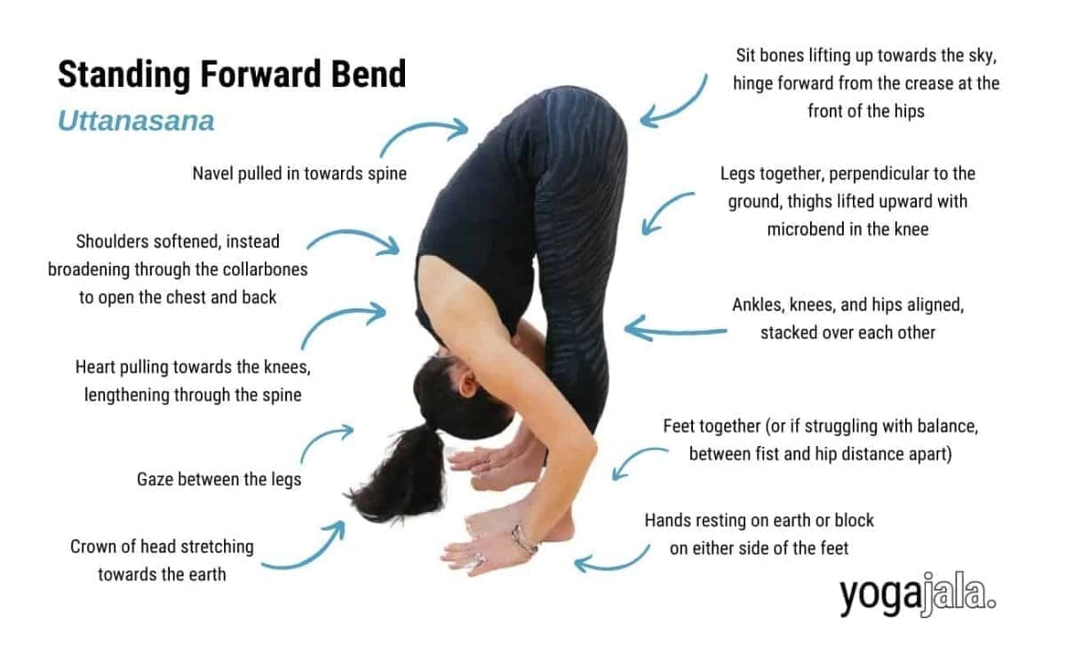 Standing Forward Bend Pose - Uttanasana उत्तानासन Yoga Asana Collection